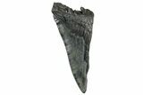 Partial, Fossil Megalodon Tooth - South Carolina #320687-1